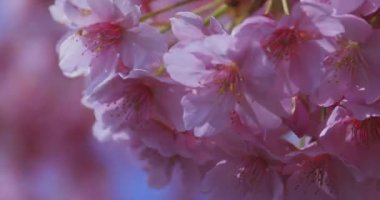Kawazu kiraz çiçekleri baharda parkta rüzgarda sallanıyor. Yüksek kalite 4K görüntü. Nerima bölgesi Tokyo 03.14.2025
