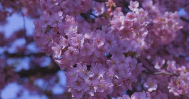 Kawazu kiraz çiçekleri baharda parkta rüzgarda sallanıyor. Yüksek kalite 4K görüntü. Nerima bölgesi Tokyo 03.14.2025