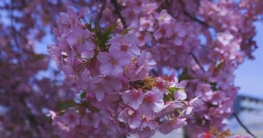 Kawazu kiraz çiçekleri baharda parkta rüzgarda sallanıyor. Yüksek kalite 4K görüntü. Nerima bölgesi Tokyo 03.14.2025