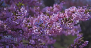 Kawazu kiraz çiçekleri baharda parkta rüzgarda sallanıyor. Yüksek kalite 4K görüntü. Nerima bölgesi Tokyo 03.14.2025
