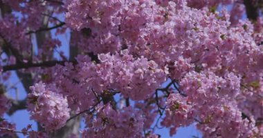 Kawazu kiraz çiçekleri baharda parkta rüzgarda sallanıyor. Yüksek kalite 4K görüntü. Nerima bölgesi Tokyo 03.14.2025