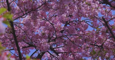 Kawazu kiraz çiçekleri baharda parkta rüzgarda sallanıyor. Yüksek kalite 4K görüntü. Nerima bölgesi Tokyo 03.14.2025