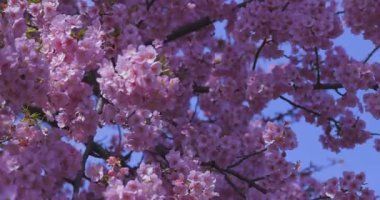 Kawazu kiraz çiçekleri baharda parkta rüzgarda sallanıyor. Yüksek kalite 4K görüntü. Nerima bölgesi Tokyo 03.14.2025