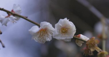 İlkbaharda parkta açan bir erik çiçeği kapanıyor. Yüksek kalite 4K görüntü. Suginami bölgesi Tokyo 03.13.2025