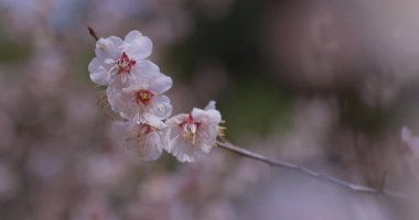 İlkbaharda parkta açan bir erik çiçeği kapanıyor. Yüksek kalite 4K görüntü. Suginami bölgesi Tokyo 03.13.2025