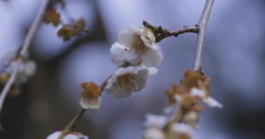 İlkbaharda parkta açan bir erik çiçeği kapanıyor. Yüksek kalite 4K görüntü. Suginami bölgesi Tokyo 03.13.2025