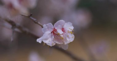 İlkbaharda parkta açan bir erik çiçeği kapanıyor. Yüksek kalite 4K görüntü. Suginami bölgesi Tokyo 03.13.2025
