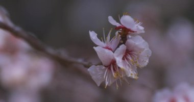 İlkbaharda parkta açan bir erik çiçeği kapanıyor. Yüksek kalite 4K görüntü. Suginami bölgesi Tokyo 03.13.2025