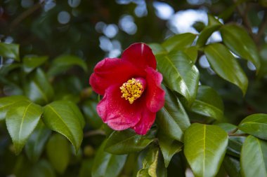 İlkbaharda parkta çiçek açan kamelya çiçeği kapanıyor. Yüksek kalite fotoğraf. Suginami bölgesi Tokyo 03.13.2025