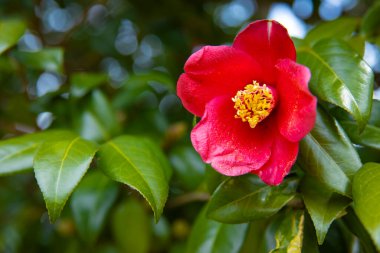 İlkbaharda parkta çiçek açan kamelya çiçeği kapanıyor. Yüksek kalite fotoğraf. Suginami bölgesi Tokyo 03.13.2025
