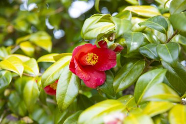 İlkbaharda parkta çiçek açan kamelya çiçeği kapanıyor. Yüksek kalite fotoğraf. Suginami bölgesi Tokyo 03.13.2025