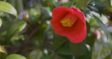 İlkbaharda parkta çiçek açan kamelya çiçeği kapanıyor. Yüksek kalite 4K görüntü. Suginami bölgesi Tokyo 03.13.2025