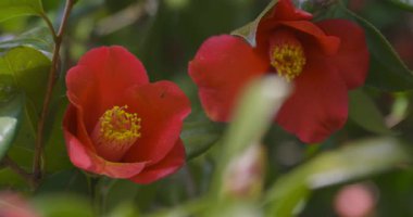 İlkbaharda parkta çiçek açan kamelya çiçeği kapanıyor. Yüksek kalite 4K görüntü. Suginami bölgesi Tokyo 03.13.2025