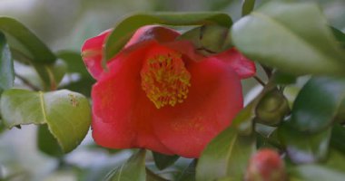 İlkbaharda parkta çiçek açan kamelya çiçeği kapanıyor. Yüksek kalite 4K görüntü. Suginami bölgesi Tokyo 03.13.2025