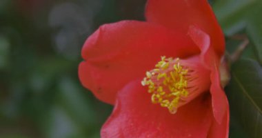 İlkbaharda parkta çiçek açan kamelya çiçeği kapanıyor. Yüksek kalite 4K görüntü. Suginami bölgesi Tokyo 03.13.2025