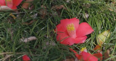 İlkbaharda parkta çiçek açan kamelya çiçeği kapanıyor. Yüksek kalite 4K görüntü. Suginami bölgesi Tokyo 03.13.2025