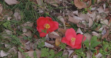 İlkbaharda parkta çiçek açan kamelya çiçeği kapanıyor. Yüksek kalite 4K görüntü. Suginami bölgesi Tokyo 03.13.2025