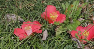 İlkbaharda parkta çiçek açan kamelya çiçeği kapanıyor. Yüksek kalite 4K görüntü. Suginami bölgesi Tokyo 03.13.2025