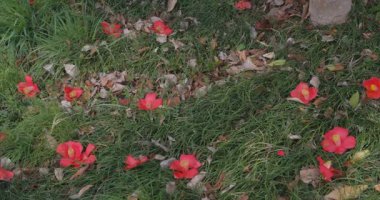 Baharda parkta çiçek açan bir kamelya çiçeği. Yüksek kalite 4K görüntü. Suginami bölgesi Tokyo 03.13.2025