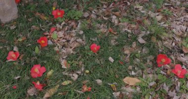 Baharda parkta çiçek açan bir kamelya çiçeği. Yüksek kalite 4K görüntü. Suginami bölgesi Tokyo 03.13.2025