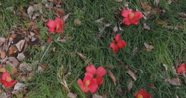 Baharda parkta çiçek açan bir kamelya çiçeği. Yüksek kalite 4K görüntü. Suginami bölgesi Tokyo 03.13.2025