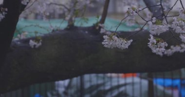 İlkbaharda yağmura tutulmuş kiraz çiçeği yaprakları. Yüksek kalite 4K görüntü. Nerima bölgesi Tokyo 04.01.2025
