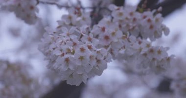 İlkbaharda yağmura tutulmuş kiraz çiçeği yaprakları. Yüksek kalite 4K görüntü. Nerima bölgesi Tokyo 04.01.2025