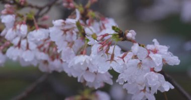İlkbaharda yağmura tutulmuş kiraz çiçeği yaprakları. Yüksek kalite 4K görüntü. Nerima bölgesi Tokyo 04.01.2025