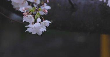 İlkbaharda yağmura tutulmuş kiraz çiçeği yaprakları. Yüksek kalite 4K görüntü. Nerima bölgesi Tokyo 04.01.2025