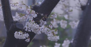 İlkbaharda yağmura tutulmuş kiraz çiçeği yaprakları. Yüksek kalite 4K görüntü. Nerima bölgesi Tokyo 04.01.2025