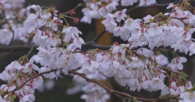 İlkbaharda yağmura tutulmuş kiraz çiçeği yaprakları. Yüksek kalite 4K görüntü. Nerima bölgesi Tokyo 04.01.2025