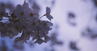 Baharda parkta rüzgarda sallanan kiraz çiçeğinin yavaş bir hareketi. Yüksek kalite 4K görüntü. Nerima Bölgesi Shakujii Tokyo Japonya 03.30. 2025