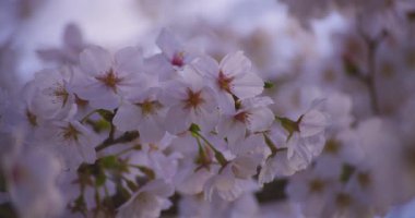 Baharda parkta rüzgarda sallanan kiraz çiçeğinin yavaş bir hareketi. Yüksek kalite 4K görüntü. Nerima Bölgesi Shakujii Tokyo Japonya 03.30. 2025
