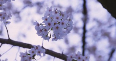 Baharda parkta rüzgarda sallanan kiraz çiçeğinin yavaş bir hareketi. Yüksek kalite 4K görüntü. Nerima Bölgesi Shakujii Tokyo Japonya 03.30. 2025