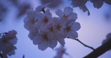 Baharda parkta rüzgarda sallanan kiraz çiçeğinin yavaş bir hareketi. Yüksek kalite 4K görüntü. Nerima Bölgesi Shakujii Tokyo Japonya 03.30. 2025