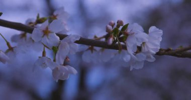 Baharda parkta rüzgarda sallanan kiraz çiçeğinin yavaş bir hareketi. Yüksek kalite 4K görüntü. Nerima Bölgesi Shakujii Tokyo Japonya 03.30. 2025