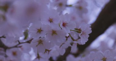 Baharda parkta rüzgarda sallanan kiraz çiçeğinin yavaş bir hareketi. Yüksek kalite 4K görüntü. Nerima Bölgesi Shakujii Tokyo Japonya 03.30. 2025