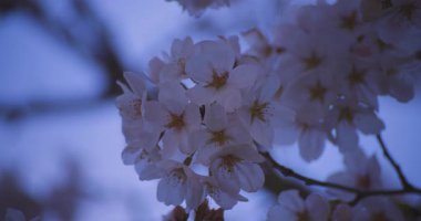 Baharda parkta rüzgarda sallanan kiraz çiçeğinin yavaş bir hareketi. Yüksek kalite 4K görüntü. Nerima Bölgesi Shakujii Tokyo Japonya 03.30. 2025