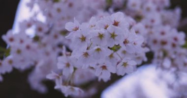 Baharda parkta rüzgarda sallanan kiraz çiçeğinin yavaş bir hareketi. Yüksek kalite 4K görüntü. Nerima Bölgesi Shakujii Tokyo Japonya 03.30. 2025