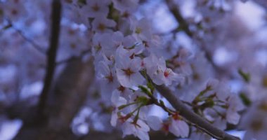 Baharda parkta rüzgarda sallanan kiraz çiçeğinin yavaş bir hareketi. Yüksek kalite 4K görüntü. Nerima Bölgesi Shakujii Tokyo Japonya 03.30. 2025