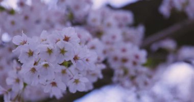 Baharda parkta rüzgarda sallanan kiraz çiçeğinin yavaş bir hareketi. Yüksek kalite 4K görüntü. Nerima Bölgesi Shakujii Tokyo Japonya 03.30. 2025