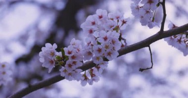 Baharda parkta rüzgarda sallanan kiraz çiçeğinin yavaş bir hareketi. Yüksek kalite 4K görüntü. Nerima Bölgesi Shakujii Tokyo Japonya 03.30. 2025