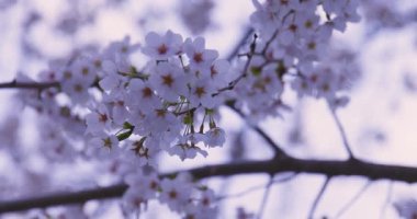 Baharda parkta rüzgarda sallanan kiraz çiçeğinin yavaş bir hareketi. Yüksek kalite 4K görüntü. Nerima Bölgesi Shakujii Tokyo Japonya 03.30. 2025