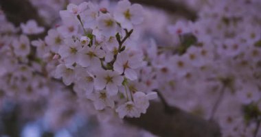 Baharda parkta rüzgarda sallanan kiraz çiçeğinin yavaş bir hareketi. Yüksek kalite 4K görüntü. Nerima Bölgesi Shakujii Tokyo Japonya 03.30. 2025