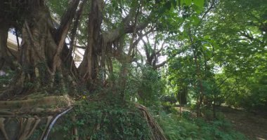 Beitou 'daki bir Banyan ağacı Taipei' de iz bırakır. Yüksek kalite 4K görüntü. Beitou bölgesi Taipei Tayvan 04.09.2025
