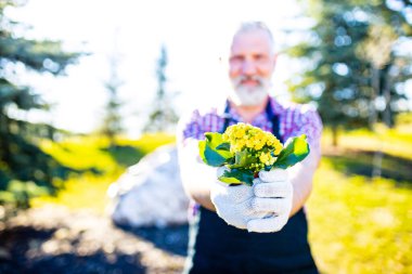 Güneşli bir günde bahçesinde gri sakallı ve saçları olan yaşlı beyaz bir adam..