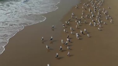 Kum manzaralı deniz kıyısındaki beyaz kuş sürüsü Goa 'nın en tepedeki insansız hava aracı..