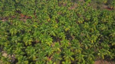 Güneş ışığı altında yeşil palmiye ağaçları olan tropikal sahilde hava manzaralı Drone manzaralı..