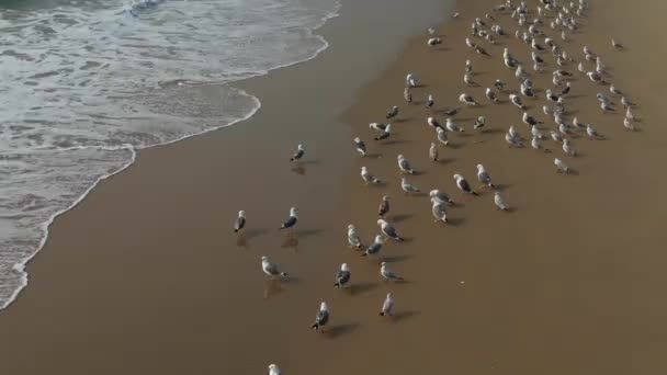 Ein Schwarm Weißer Kleiner Vögel Meeresufer Auf Dem Sandblick Von — Stockvideo