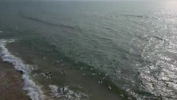 ゴアのトップドローンの砂浜の海岸に白い小さな鳥が群がっています — ストック動画